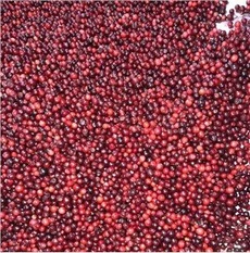 Frosið Lingonberry Wild